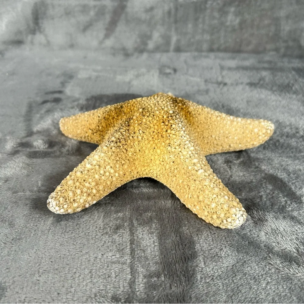 Natural Dried Starfish Decor Coastal Beach Home Accent Large 8” Patrick Nautical